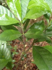 Gardenia jasminoides
