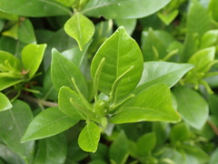 Gardenia jasminoides