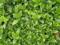 Gardenia jasminoides