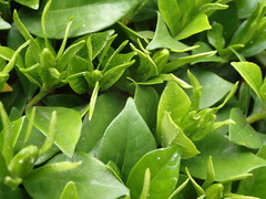 Gardenia jasminoides