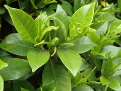 Gardenia jasminoides