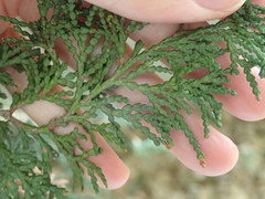 Chamaecyparis obtusa