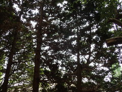 Chamaecyparis obtusa