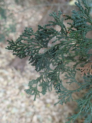 Chamaecyparis obtusa