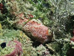 Clathria mima