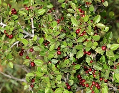 Rhamnus myrtifolia