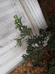 Chamaecyparis obtusa