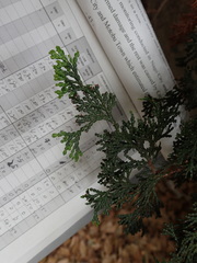 Chamaecyparis obtusa
