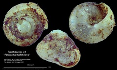 Punctidae