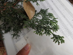 Chamaecyparis obtusa