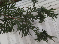Chamaecyparis obtusa