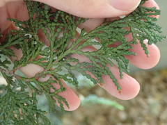 Chamaecyparis obtusa