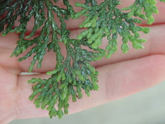 Chamaecyparis obtusa
