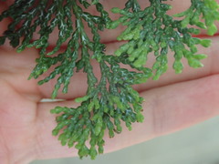 Chamaecyparis obtusa