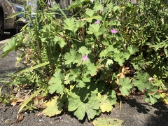 Geranium rotundifolium