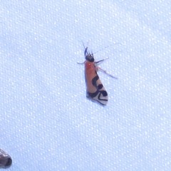 Macrostemum negrense