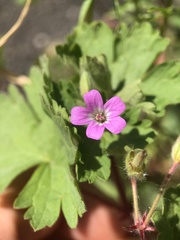 Geranium rotundifolium