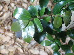Camellia sasanqua