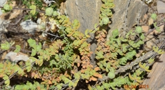 Teucrium eriocephalum almeriense