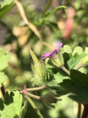 Geranium rotundifolium