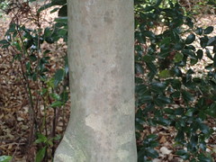 Camellia sasanqua