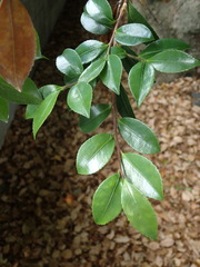 Camellia sasanqua
