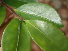 Camellia sasanqua