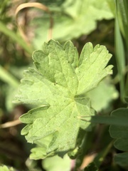 Geranium rotundifolium