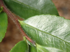 Camellia sasanqua