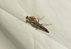 Raptrix