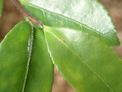 Camellia sasanqua