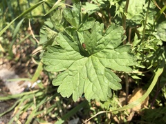Geranium rotundifolium