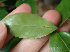 Camellia sasanqua