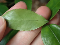 Camellia sasanqua