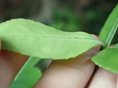 Camellia sasanqua