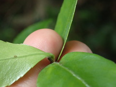 Camellia sasanqua