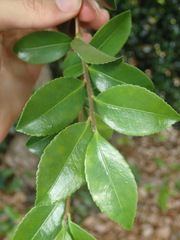 Camellia sasanqua