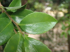 Camellia sasanqua
