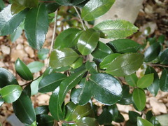 Camellia sasanqua