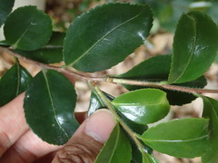 Camellia sasanqua