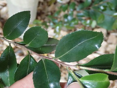 Camellia sasanqua