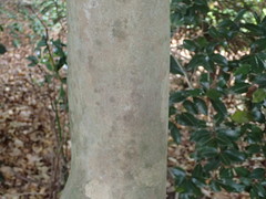 Camellia sasanqua