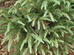 Cryptomeria japonica
