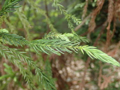 Cryptomeria japonica