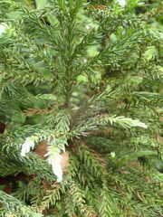 Cryptomeria japonica