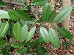 Ilex latifolia