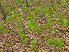 Toxicodendron radicans negundo