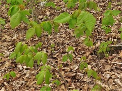 Toxicodendron radicans negundo