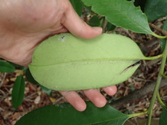Ilex latifolia