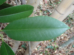 Ilex latifolia